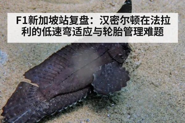 F1新加坡站复盘：汉密尔顿在法拉利的低速弯适应与轮胎管理难题